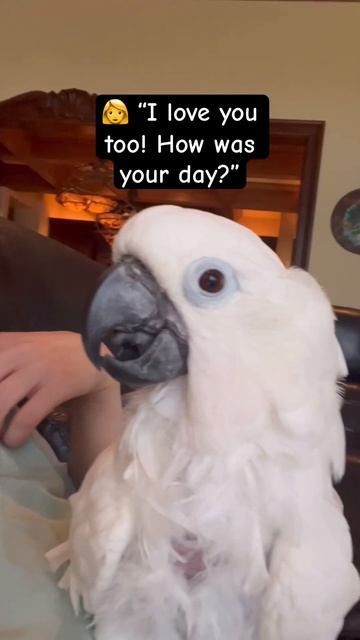 My parrot saying funny things 😂 #cockatoo #parrot #birds #talkingparrot #cute #funny смотреть онлайн
