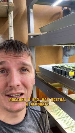 Новый сорт редиса