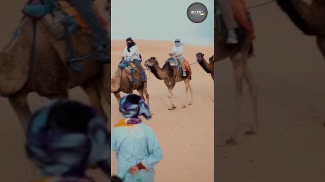 populasi unta terbanyak ternyata bukan di arab #viral #ytshorts #shorts #youtubeshorts