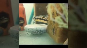 Юлидохромис регара Кипили (Julidochromis regani "Kipili")