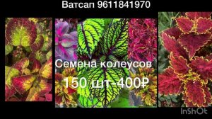 Семена вегетативных колеусов и срезы в продаже