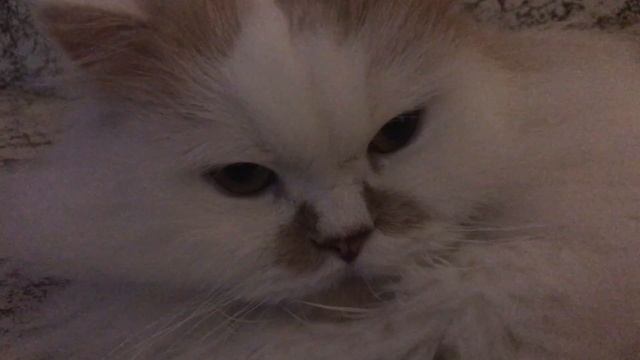 Мурчание милого котичка смотреть онлайн