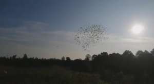 2 гонка молодых голубей. 160км. Клуб Голубь мира. Старт 11 августа 2019 года.