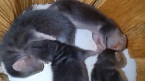 Соболь щенки  2022г