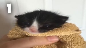 Котёнок Орёт