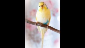 Красивые попугайчики