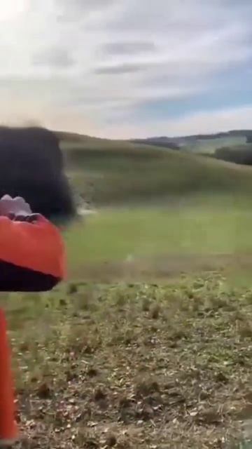 Охота на дикий кабанов 🐗🎯#shorts смотреть онлайн