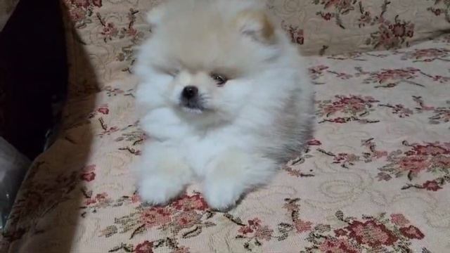 InShot_20250207_202710808 смотреть онлайн