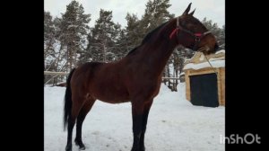 Продажа элитных рысаков