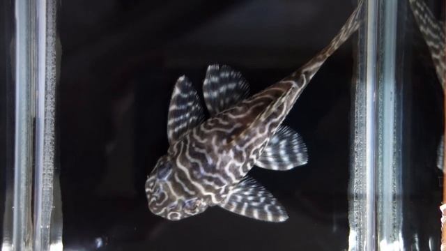 ホワイトニューメガクラウンゼブラプレコ♀　White New Mega Crown Zebra Pleco ♀ смотреть онлайн