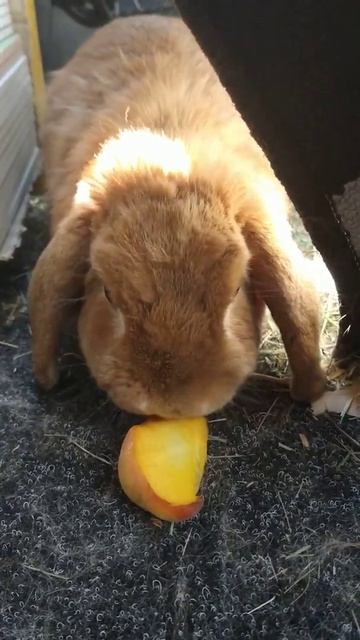 Бен ест персик смотреть онлайн