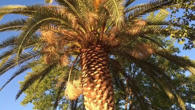 😈 К ЧЕМУ ПРИВЕДУТ ДОБРЫЕ НАМЕРЕНИЯ?? Дикий кот.(23 июля 2016) смотреть онлайн