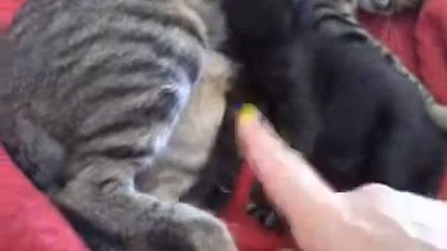 Отдаем в добрые руки котенка.