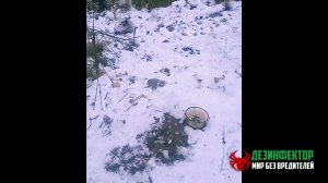 ОЧЕНЬ ГОЛОДНАЯ КРЫСА