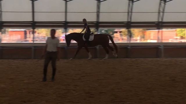 Chupa Chups 6, trot, canter, leadchanges смотреть онлайн