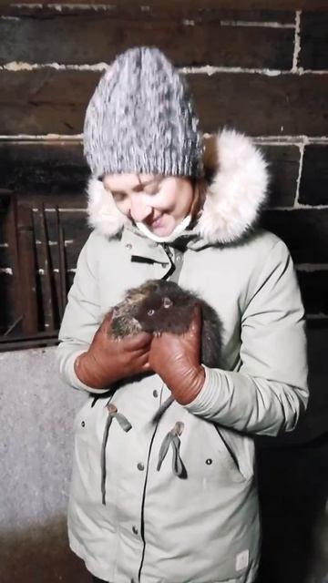 Реклама нутрии в Самаре смотреть онлайн