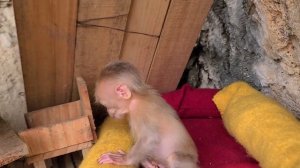Poor little monkey fell asleep while hungry, waiting for the girl on the mountain