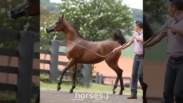Чиста кровка Англиский смотреть онлайн