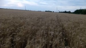 косим пшеницу КУЯЛЬНИК 13.07.2017