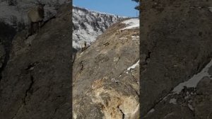 VID 20201110 143043 изюбрь на отстое