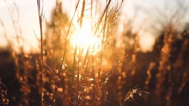 bajra stock krna chaia. bajray k rates or new fasal смотреть онлайн