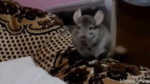 Умывашки Шишншиллы