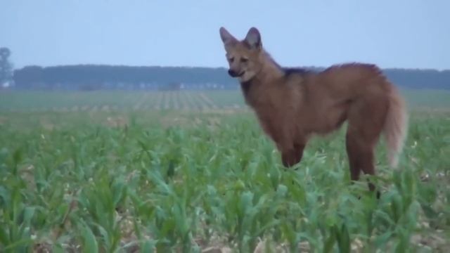 ТВАРИНИ, В ІСНУВАННЯ ЯКИХ ВИ НЕ ПОВІРИТЕ [українською] ТОП 10 смотреть онлайн