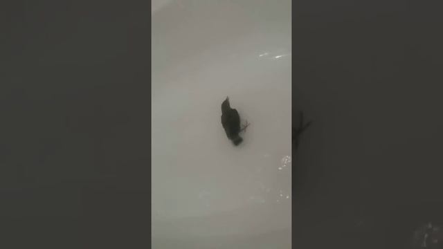 Прикольное видео купание дрозденка смотреть онлайн