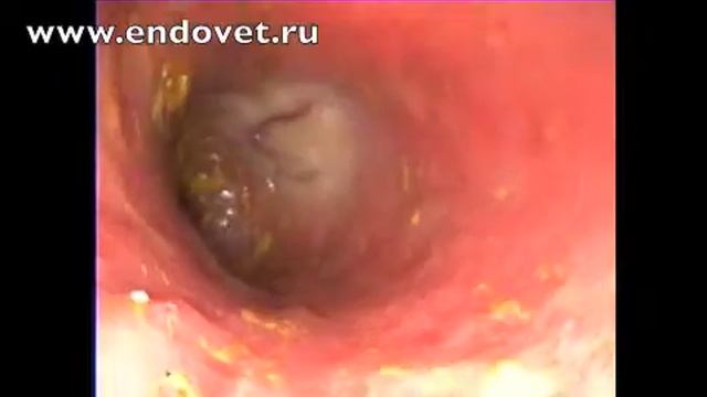 Duodenoscopy, dog, HD смотреть онлайн