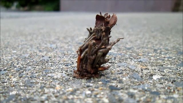 おもしろ観察　ミノムシのひっこし