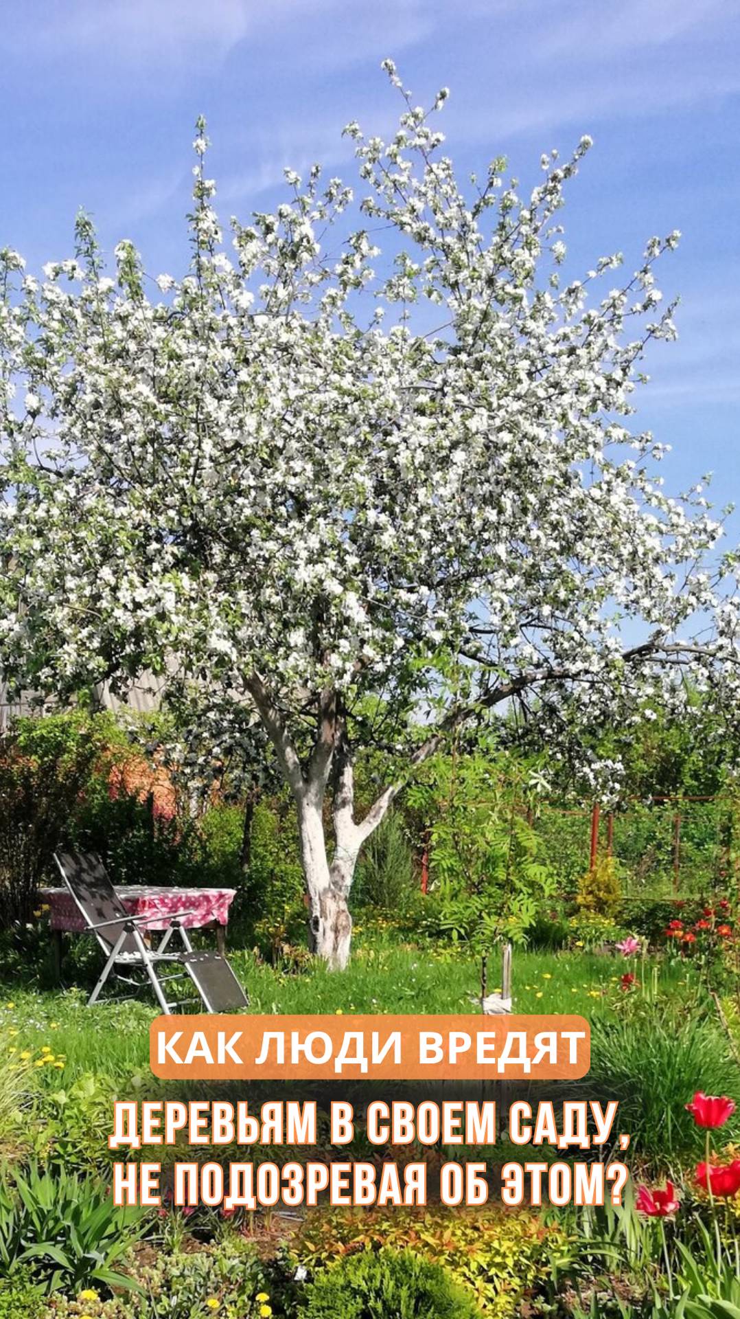 Как люди вредят деревьям в своем саду, не подозревая об этом? смотреть онлайн