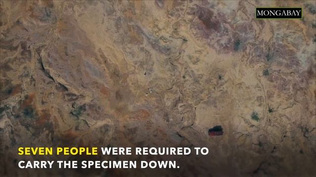 Giant ancient turtle fossils reveal horn-like structure смотреть онлайн