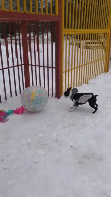 Воздушный шар и собака смотреть онлайн