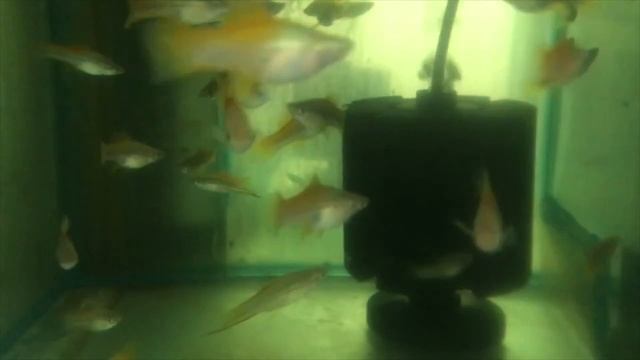 Sims Tropical Fish - Neon Swordtails смотреть онлайн