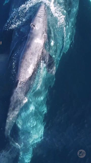 Cutest Baby Whale Swims On Top of Mom #Shorts смотреть онлайн