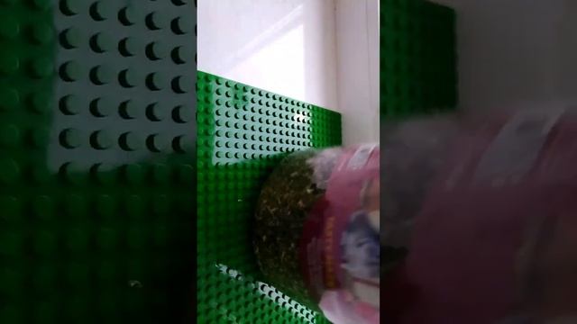 Обзор разных штук для моих питомцев смотреть онлайн