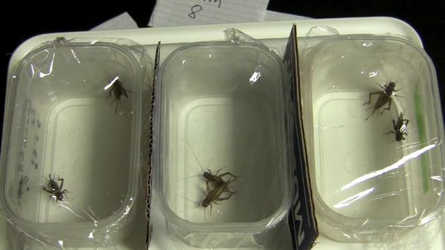 Cricket mating
