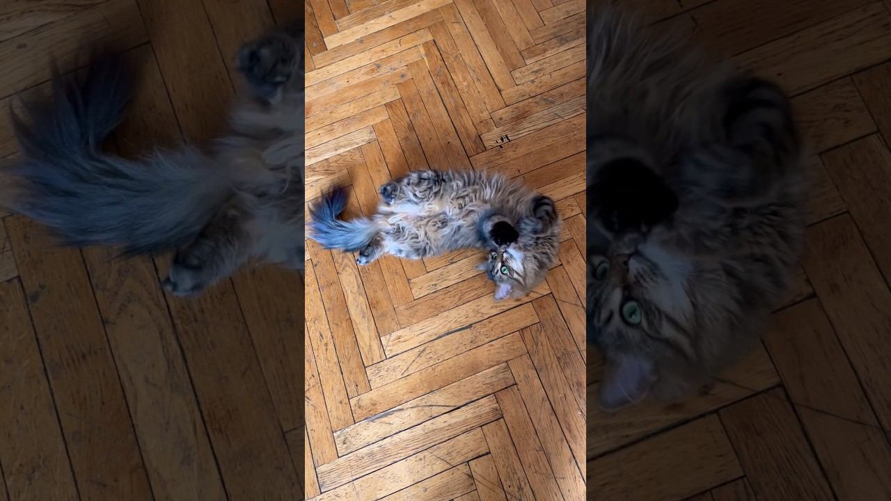 #планета #песня #мк #группа #кошка #котэ #котик #арт #акустическаягитара #исполняет #авторпесен #спб