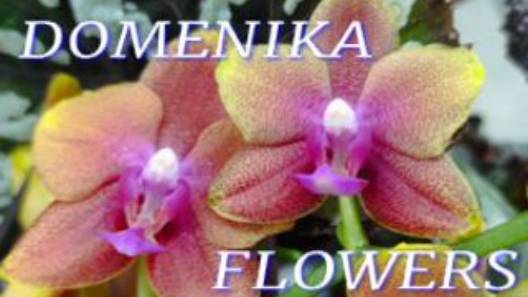 №1016/ МОРЕ красивых ОРХИДЕЙ в маг. DOMENIKA FLOWERS