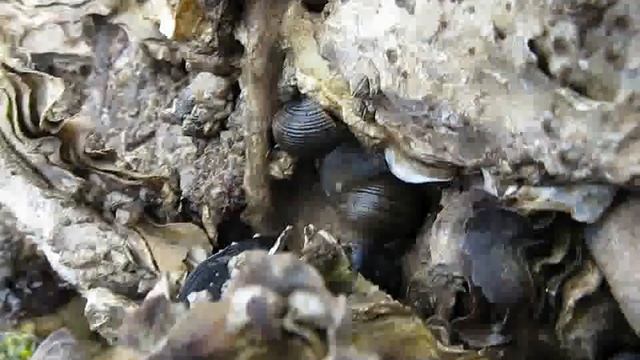 Patella sp. - Ostrea edulis, Bretagna смотреть онлайн
