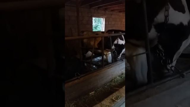 (1)Откорм быков