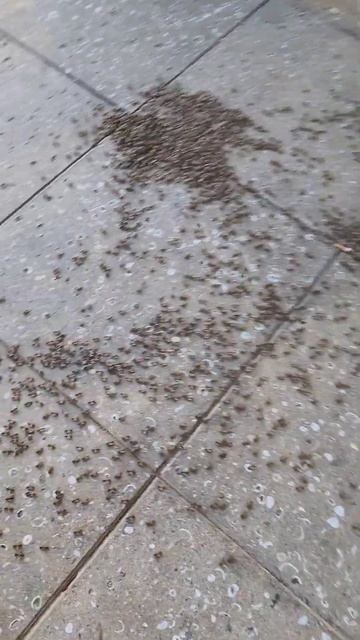 A puddle of bees choose Jeff as their queen #bee #queen #animals #nature смотреть онлайн