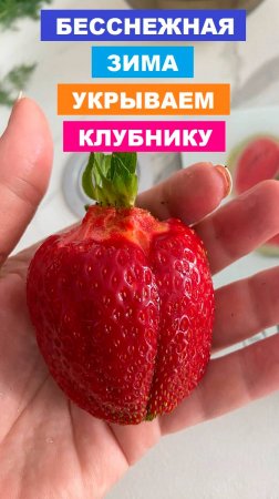 Бесснежная зима. Укрываем клубнику.