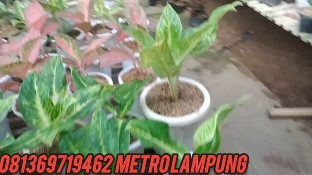 KRESNA JUMBO RUMPUN HARGA EKONOMIS ‼️BUNGA AGLONEMA, ANTHURIUM,JEMANI HARGA MURAH DAN TERJANGKAU смотреть онлайн