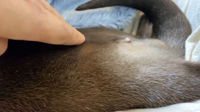 A sleepy otter bumps into the camera and is startled all by himself [Otter life Day 467] смотреть онлайн