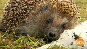 Спите, ежики, еще зима... Доброе утро. Фрагмент выпуска от 07.02.2025