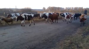 Стадо коров домой идёт!