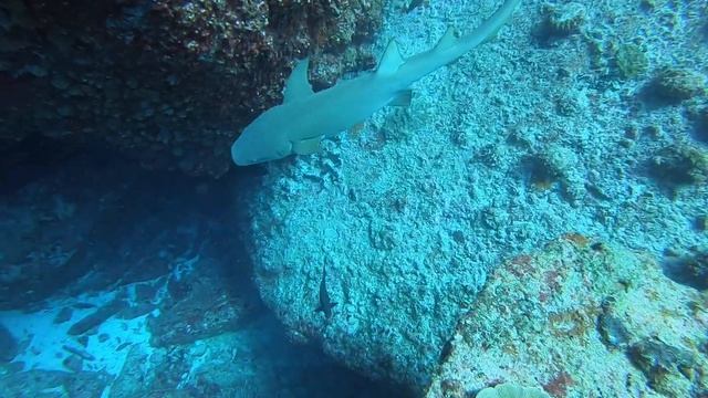 Seychelles Nurse Shark - ©Diver Dan 413 смотреть онлайн