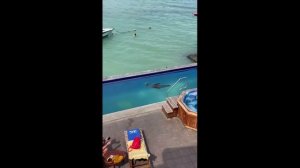 Наглый морской котик