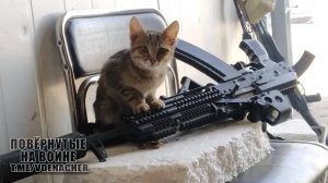 Фронтовые котики. Котэ в СВО (ФОТО)